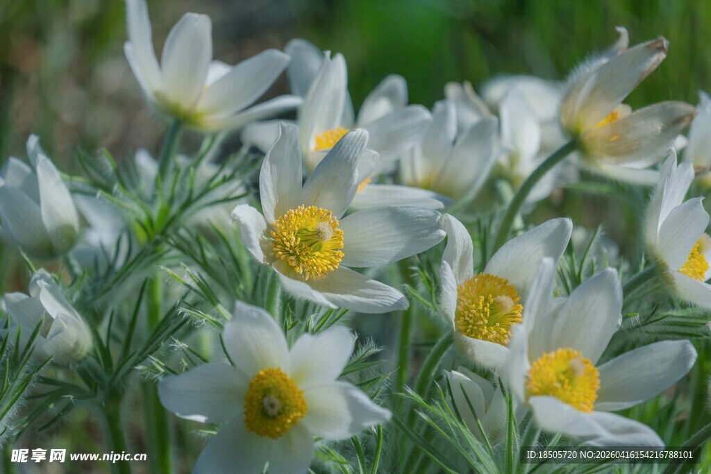 白色花朵绽放生机