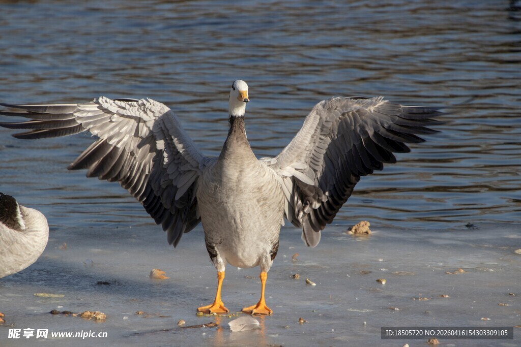 灰雁展翅于冰面