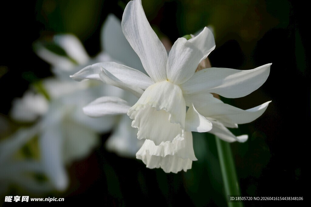 优雅绽放的白色水仙花