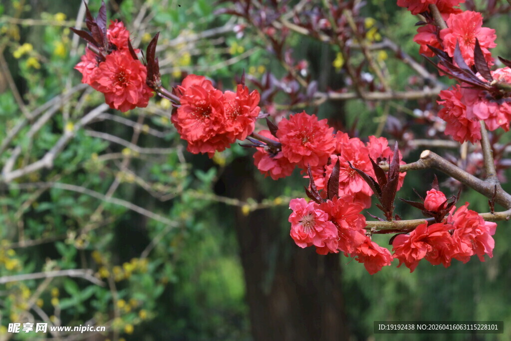 碧桃花 
