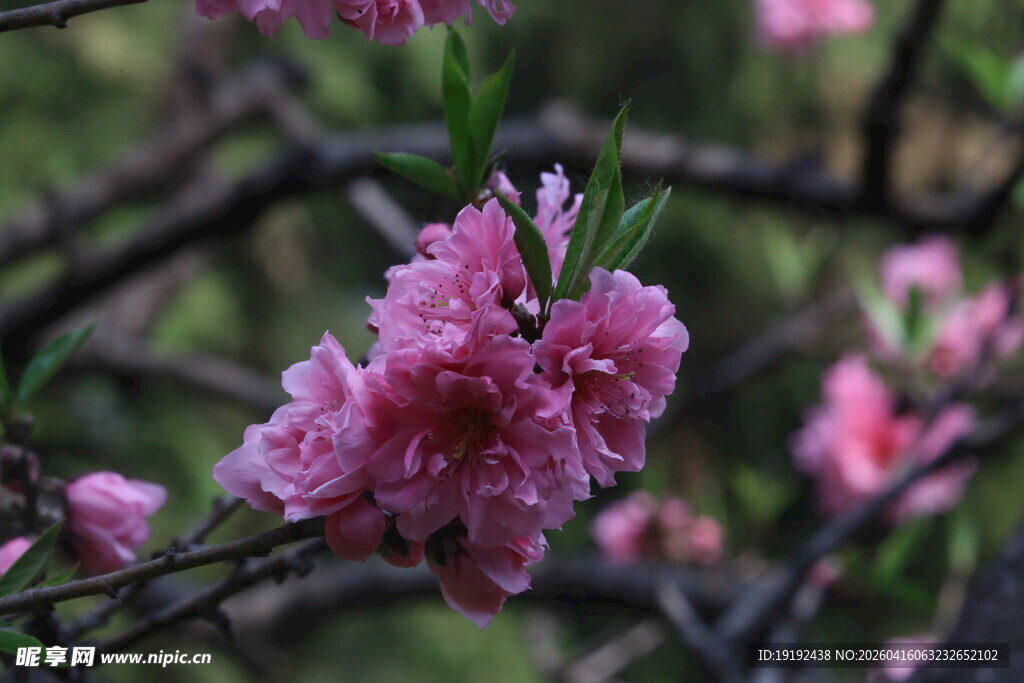 碧桃花  