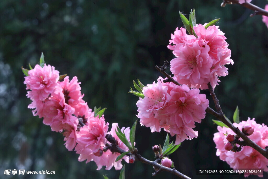 碧桃花  