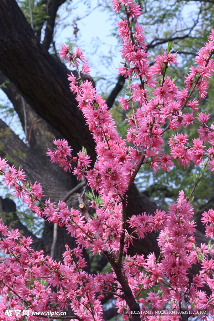 菊花桃 