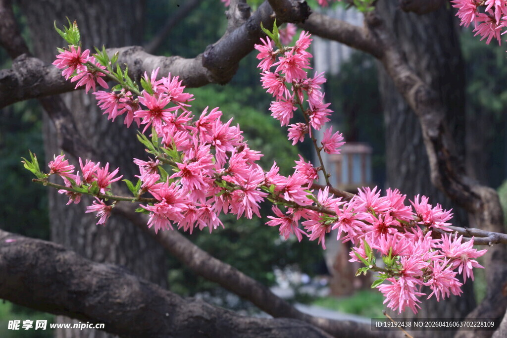 菊花桃 