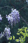 紫藤花 