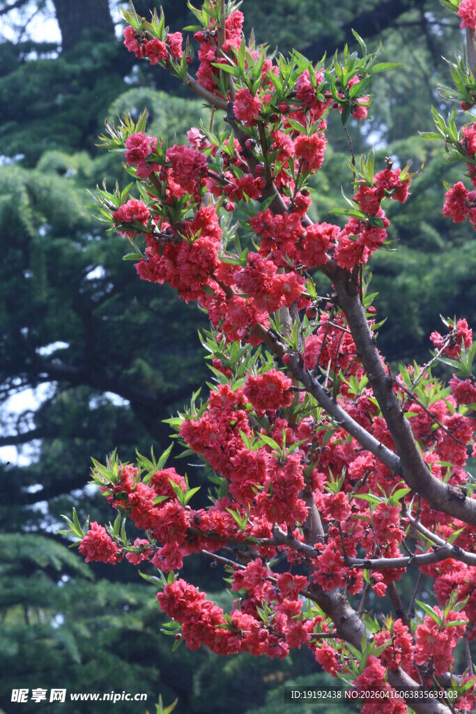 碧桃花  
