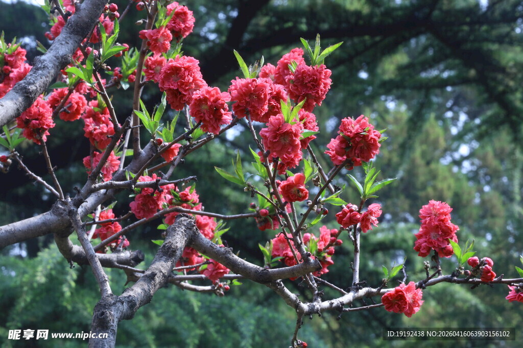 碧桃花  