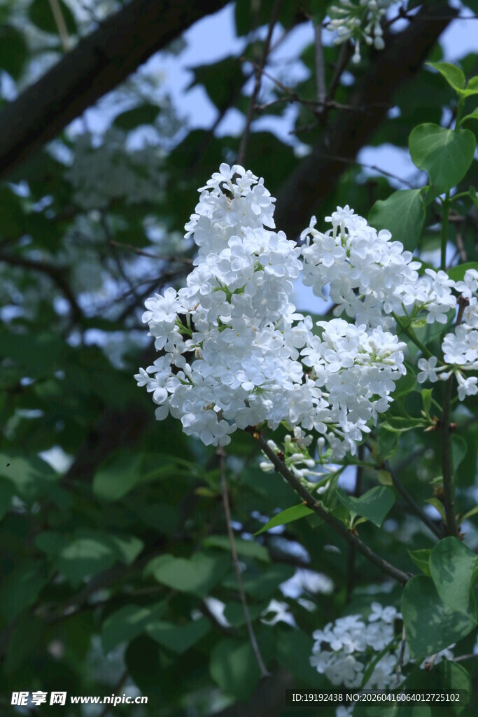 白丁香花   