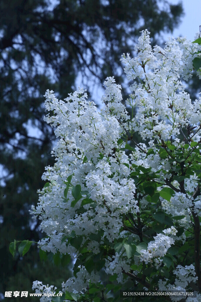 白丁香花  