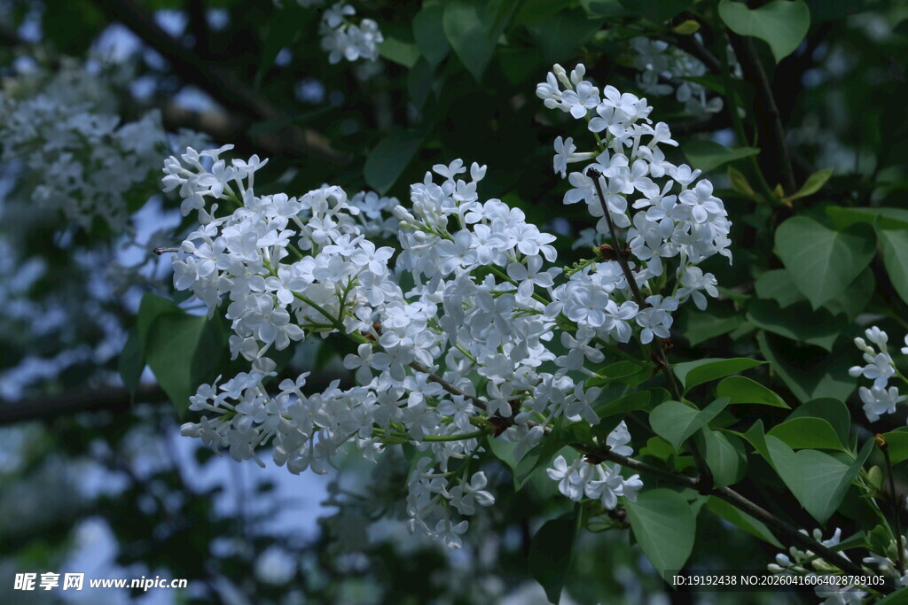 白丁香花   