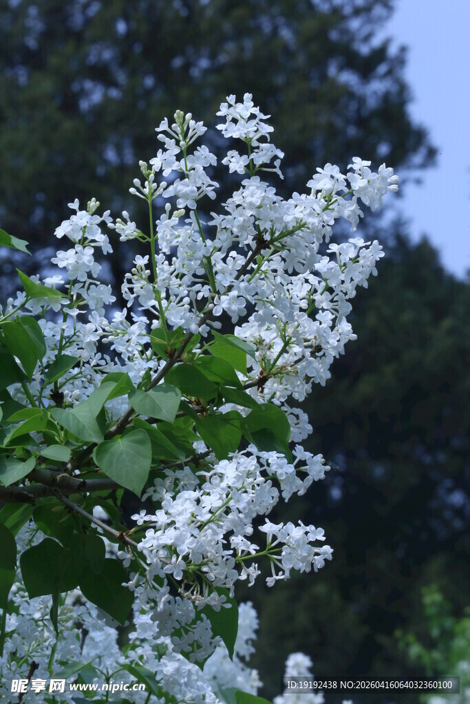 白丁香花  