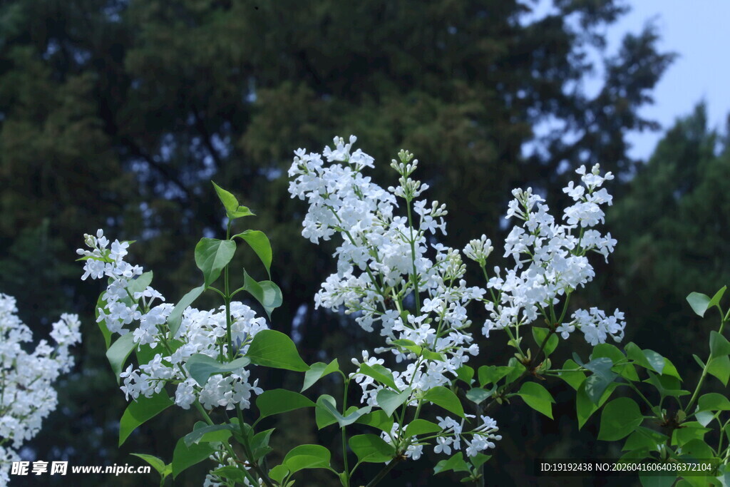 白丁香花  