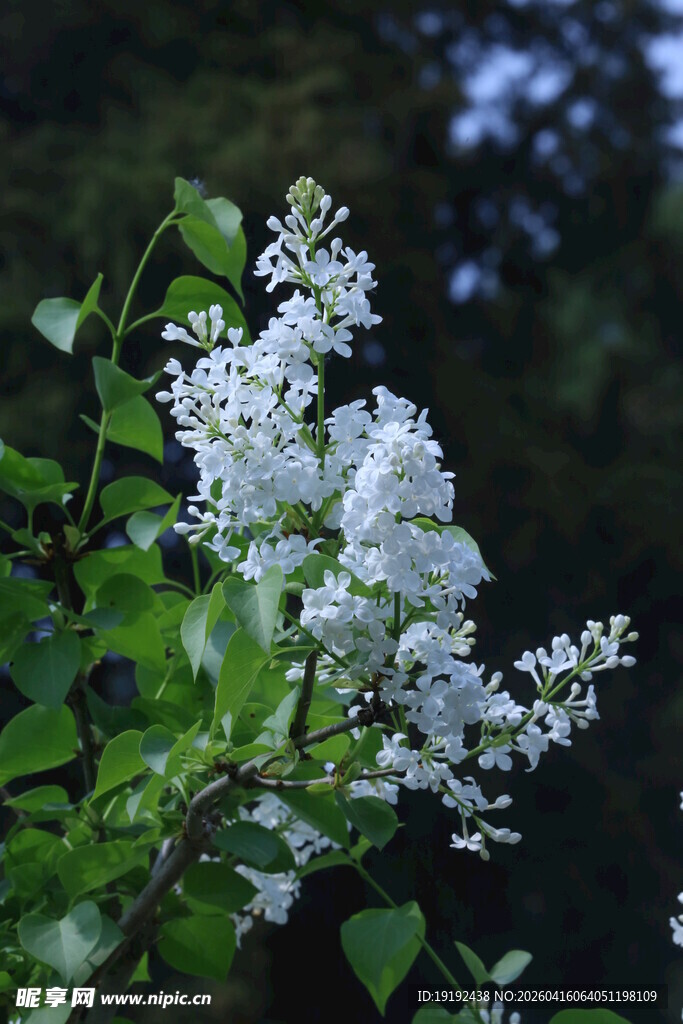 白丁香花  