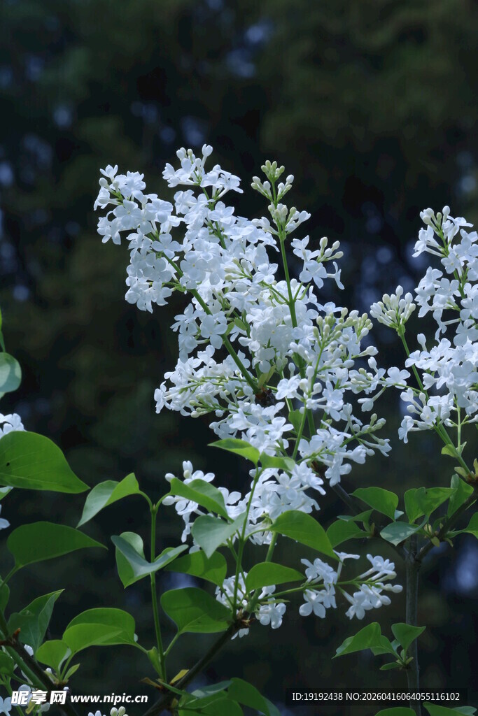 白丁香花   