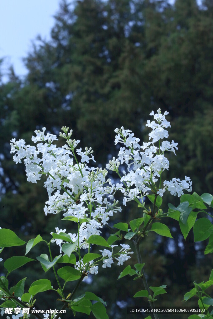 白丁香花 