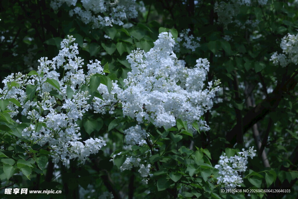 白丁香花 