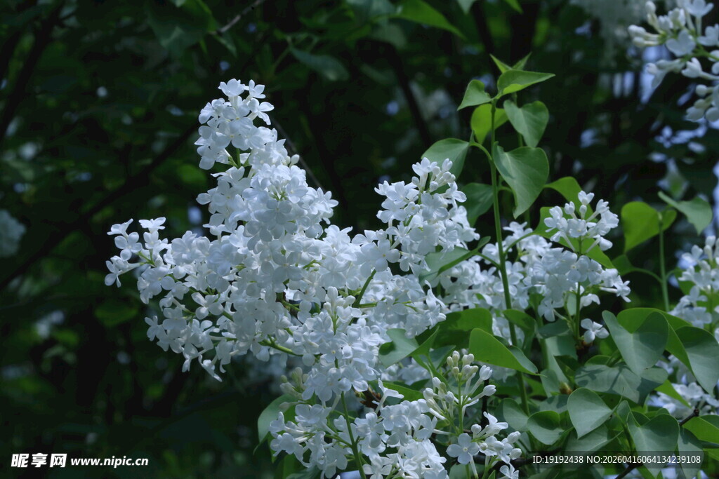 白丁香花 