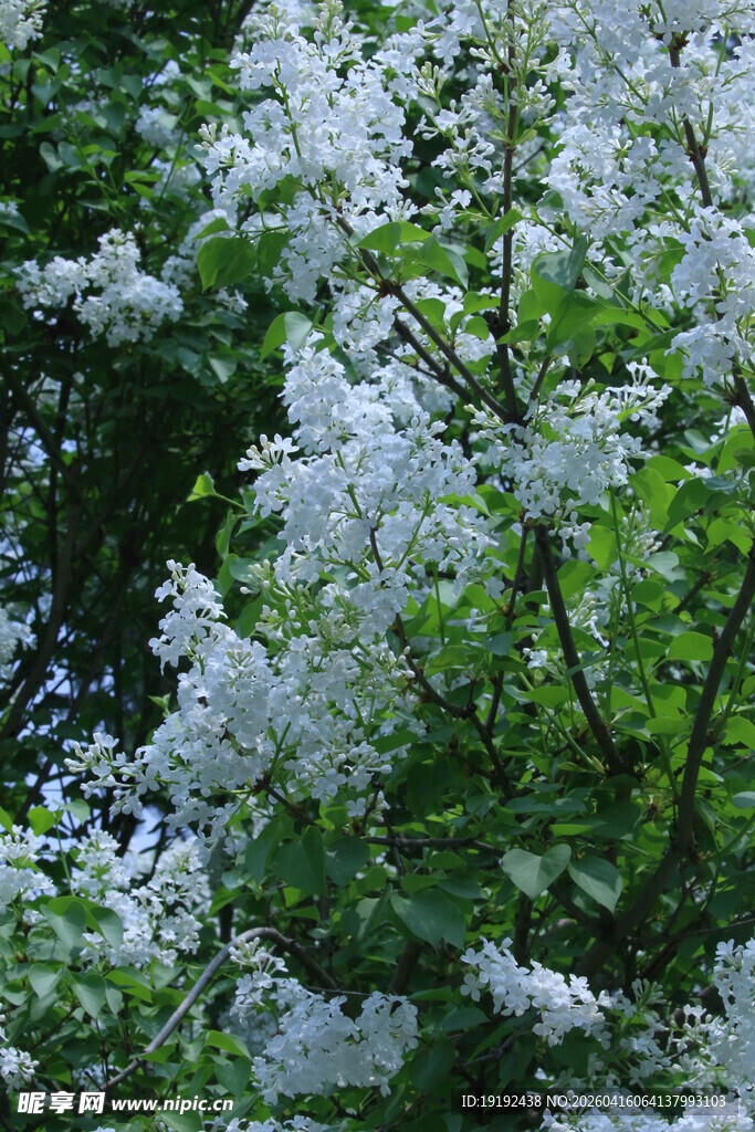 白丁香花 