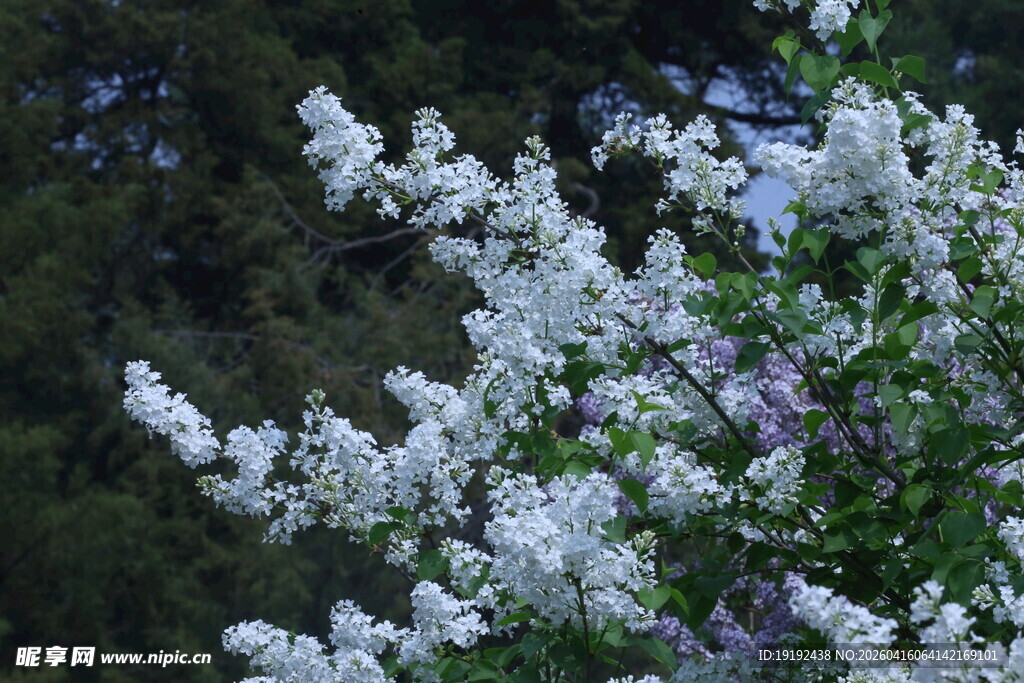 白丁香花 