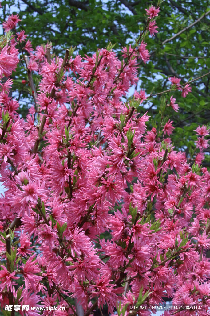 菊花桃  