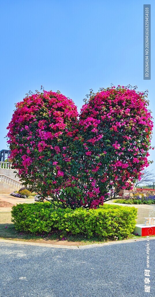 心形花卉景观 爱心树