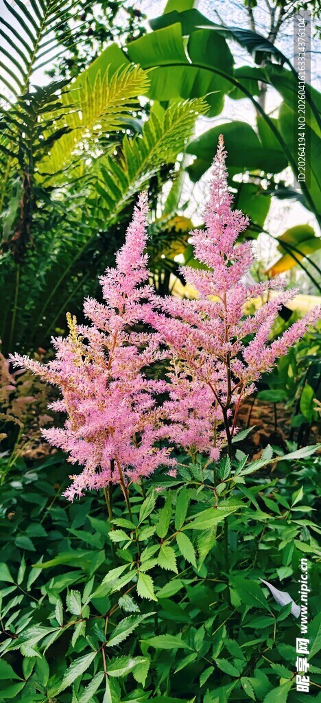 粉色羽扇豆花绽放