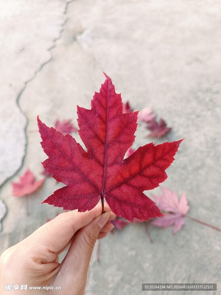 手持红枫叶 秋意正浓