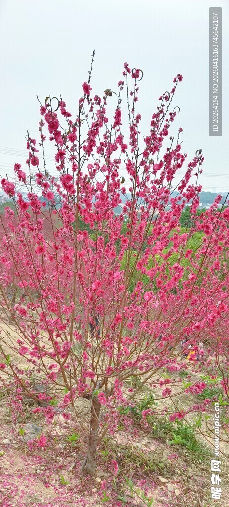 春日盛开的艳丽桃花树