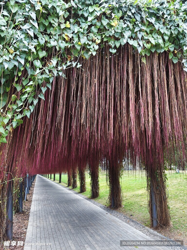 垂枝红千层装点幽静小路