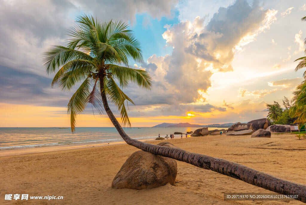 夕阳下倾斜的沙滩椰子树
