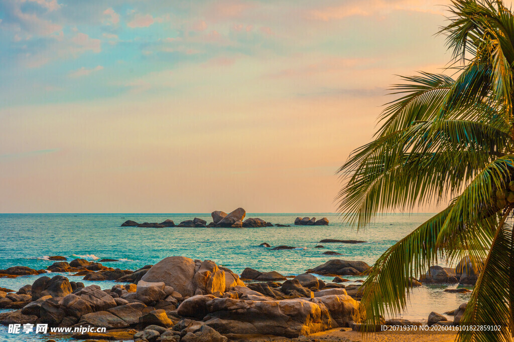 海边椰树美景