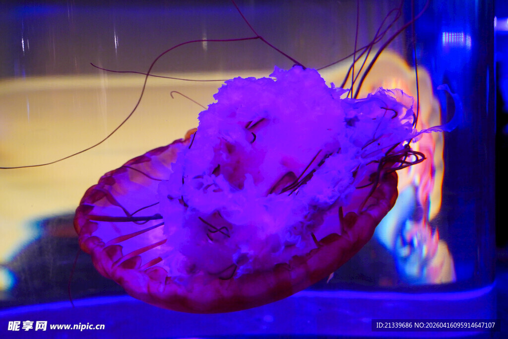 海底世界 水母