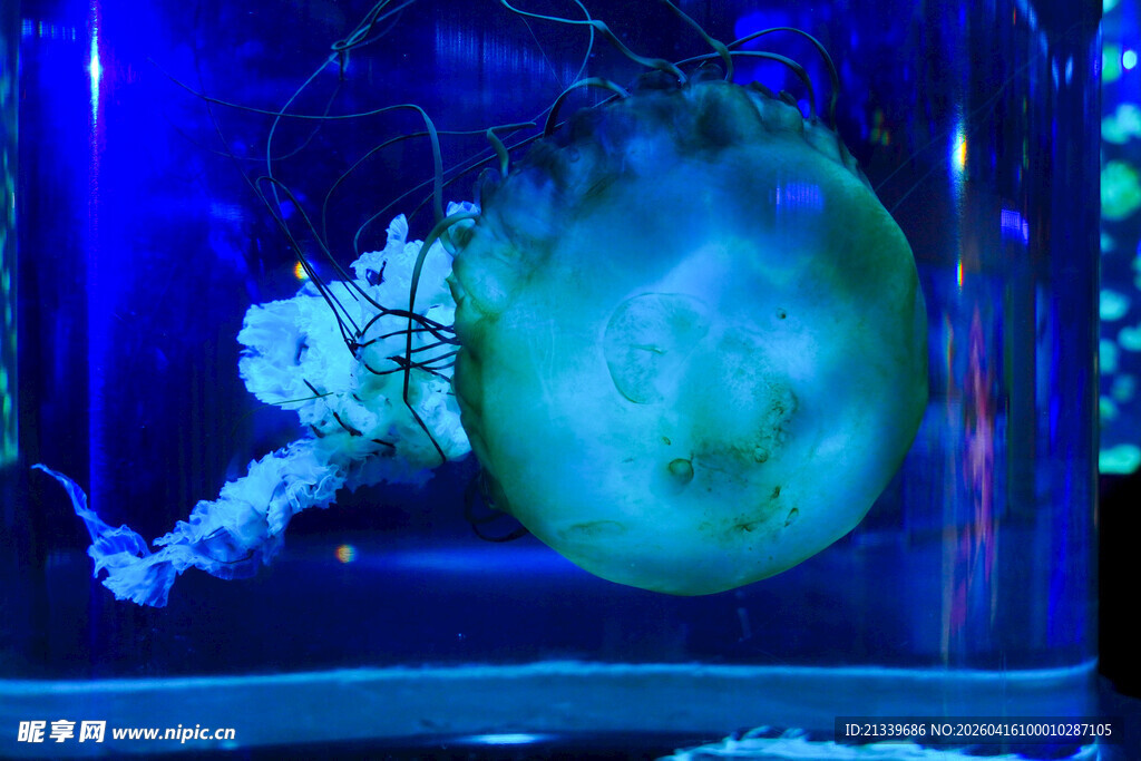 海底世界 水母