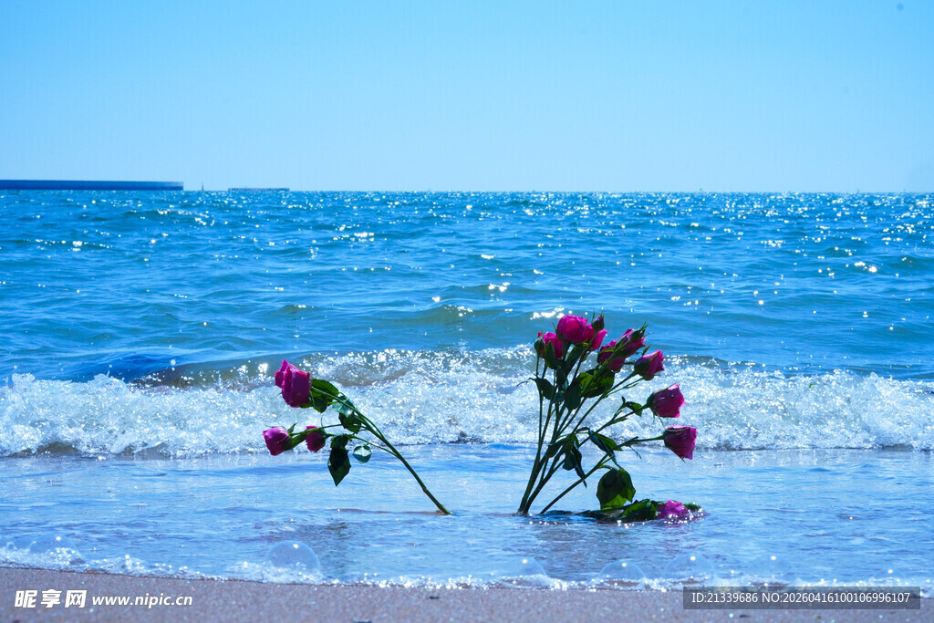 大海里的玫瑰