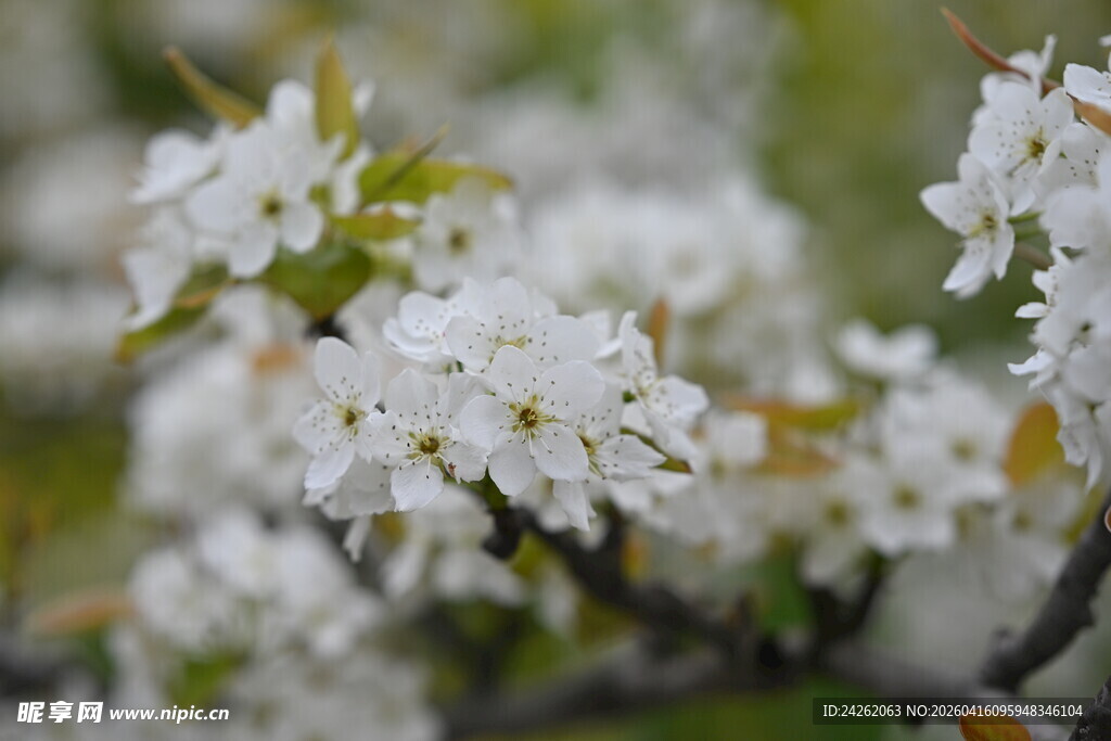 枝头绽放的洁白梨花花朵