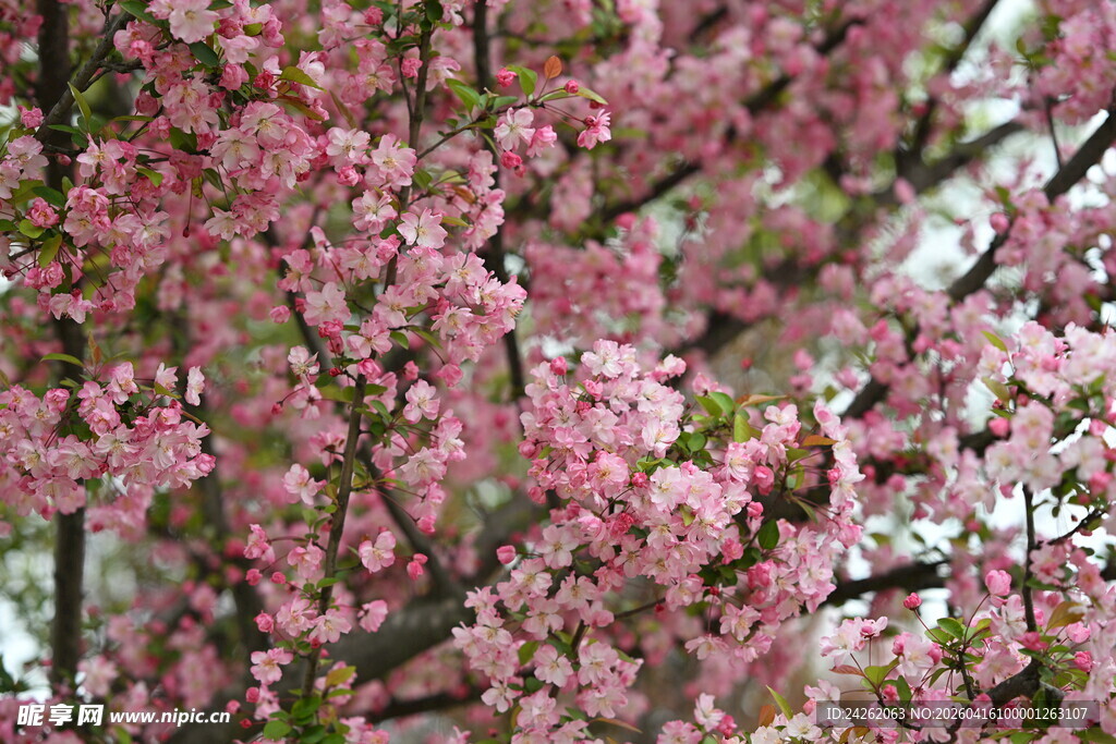 烂漫盛开的粉色海棠花树