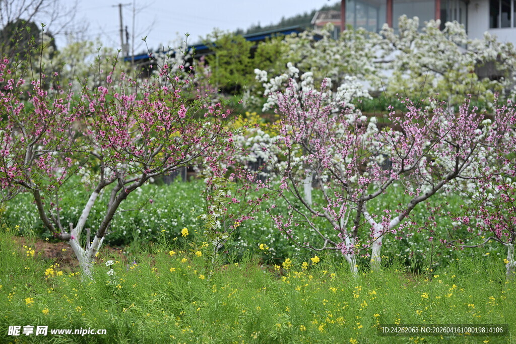 春日繁花盛开的果园