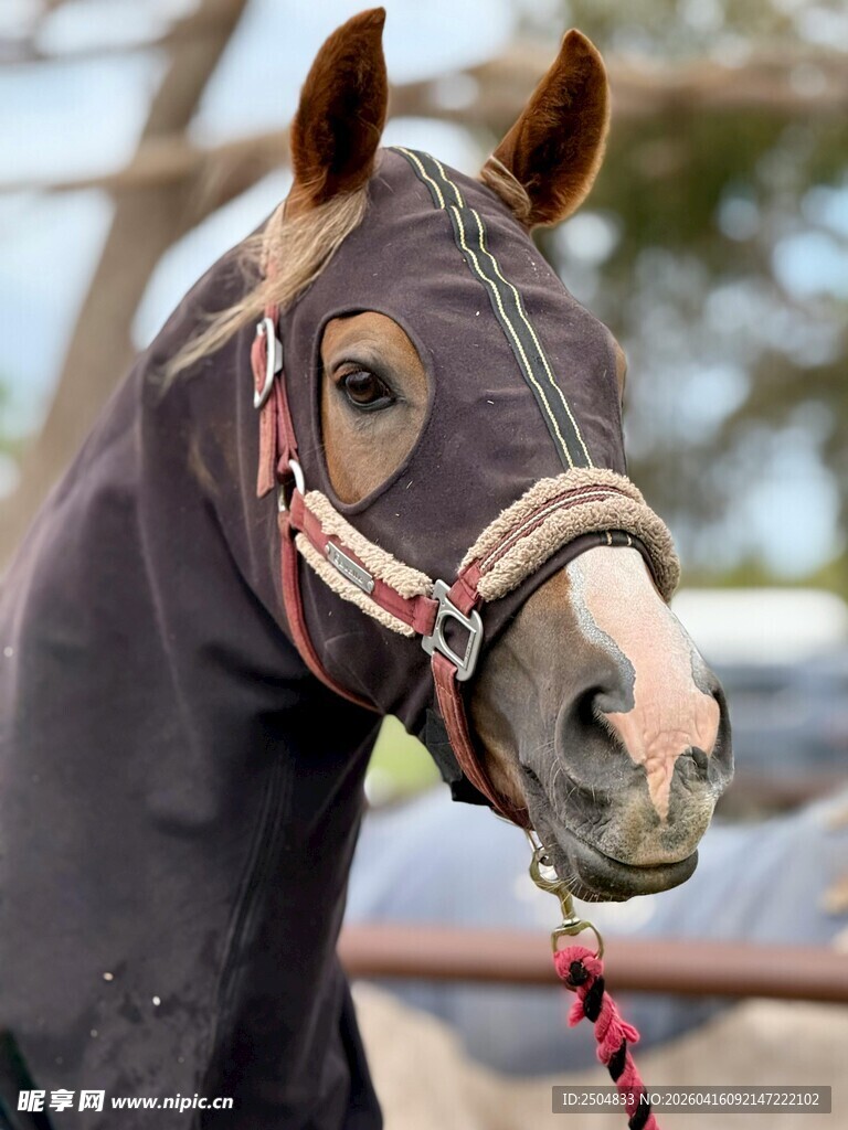 戴面罩的骏马