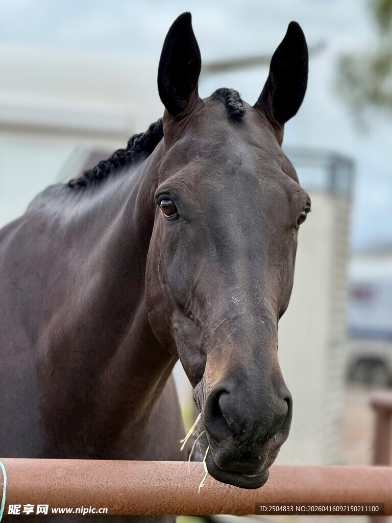 帅气骏马近景特写