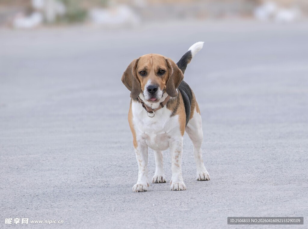 可爱小猎犬在路上行走