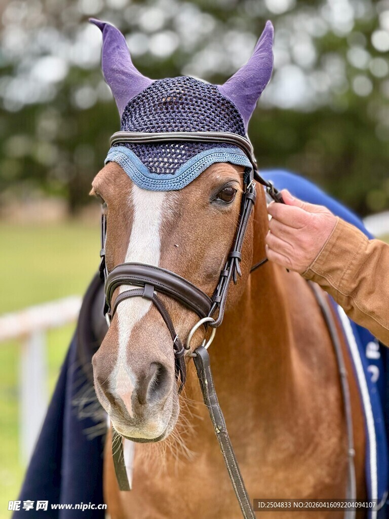 盛装打扮的赛马