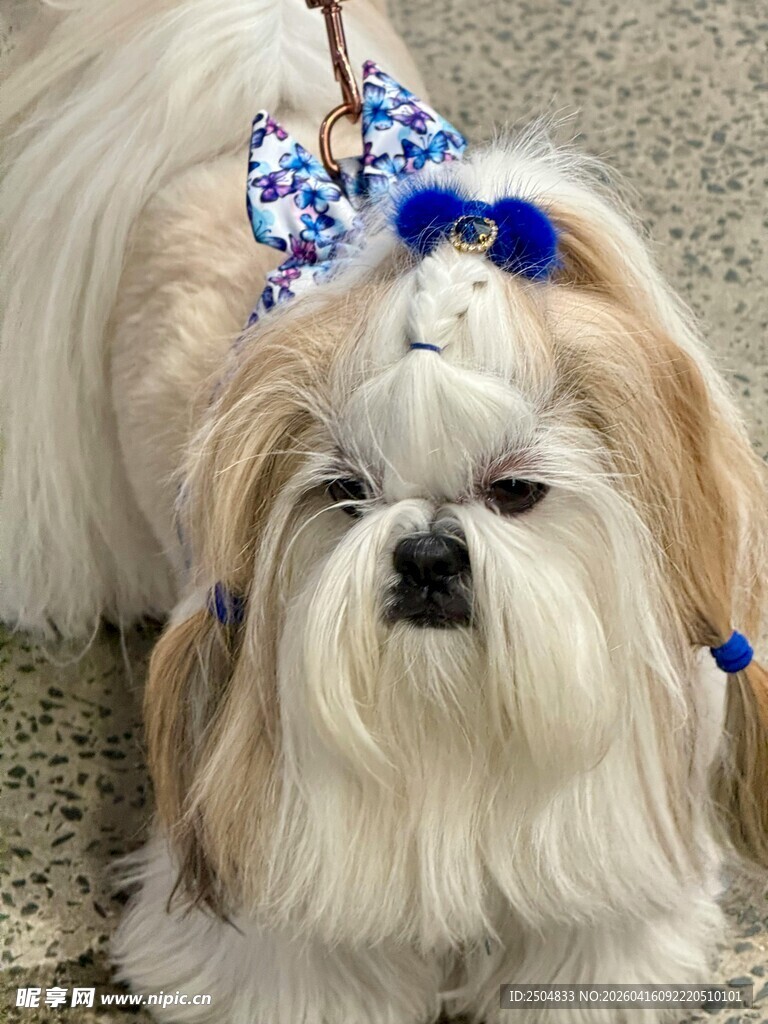 可爱长毛犬头戴精致蝴蝶结