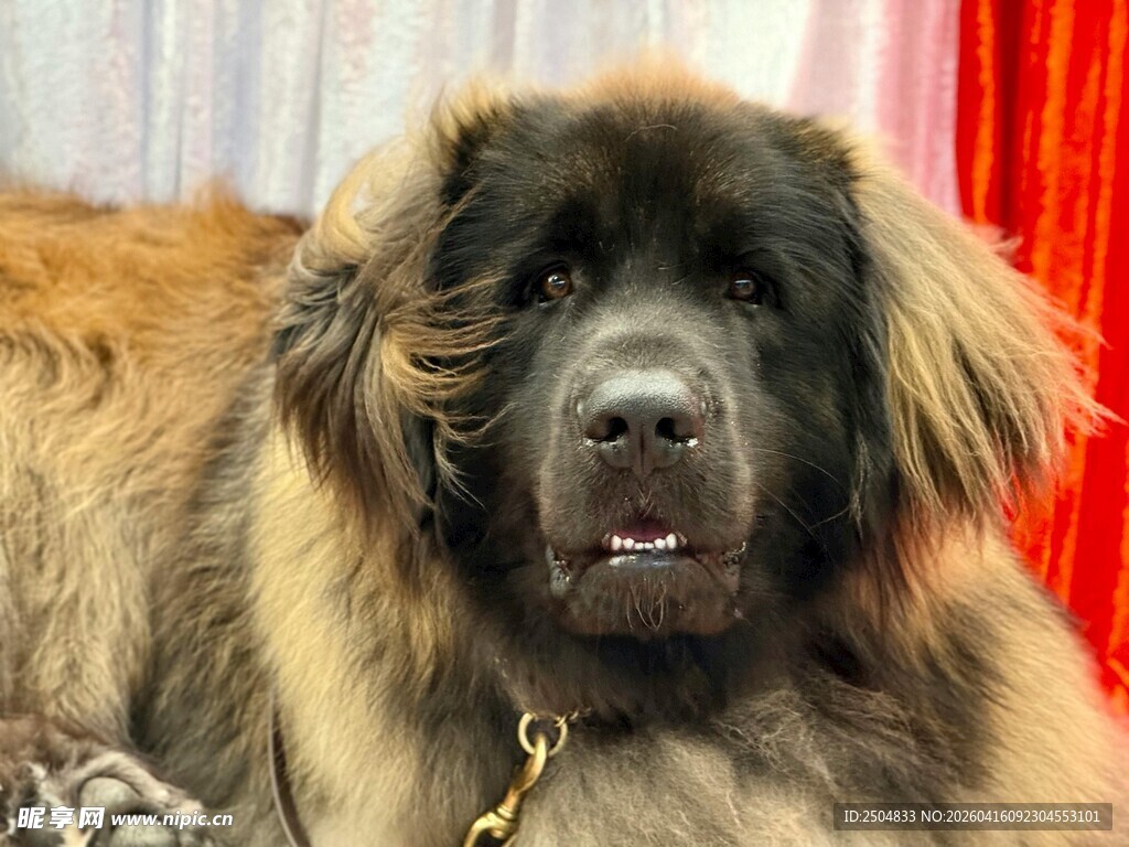 长毛大狗温顺模样