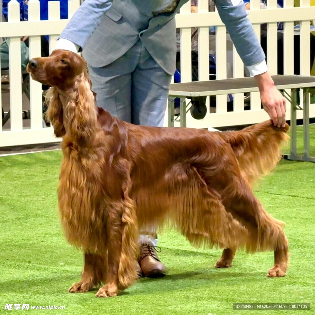 爱尔兰雪达犬展示优雅身姿