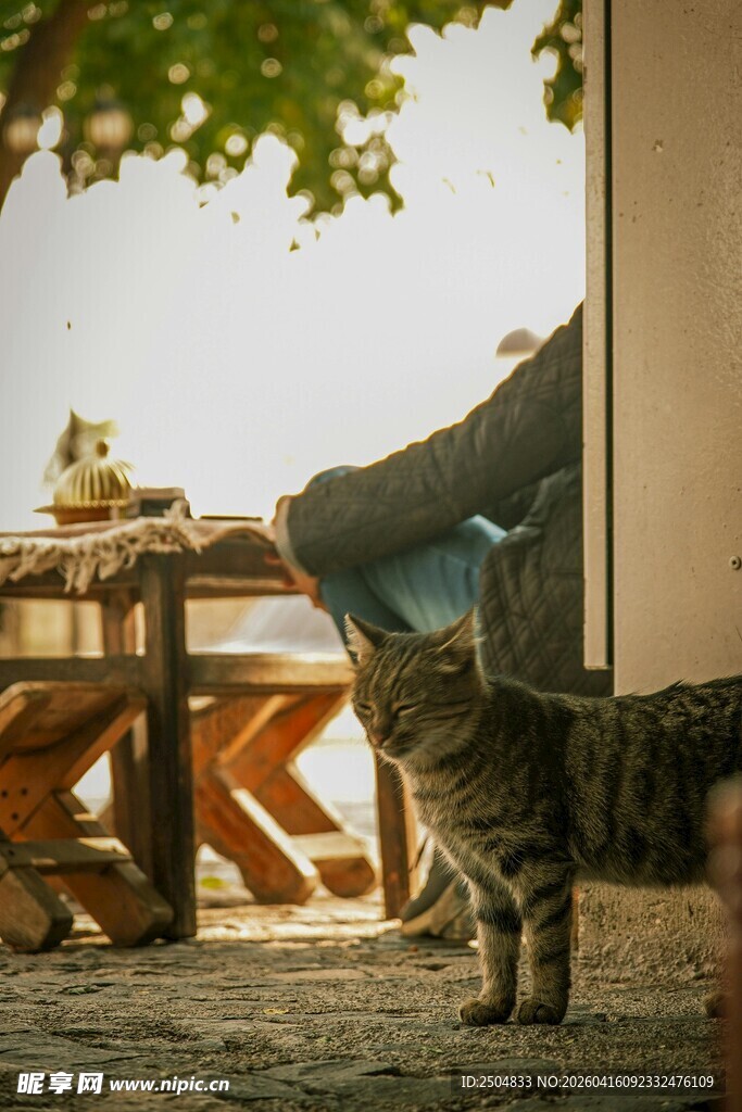 猫咪惬意躺卧享受悠闲时光