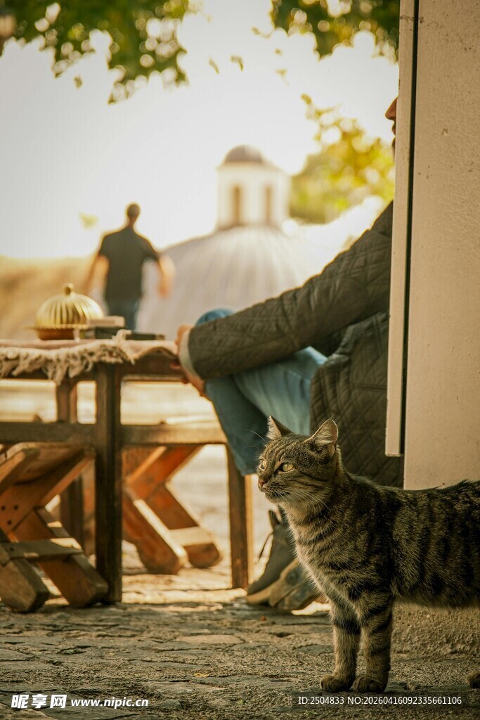 窗边猫咪与户外休闲场景