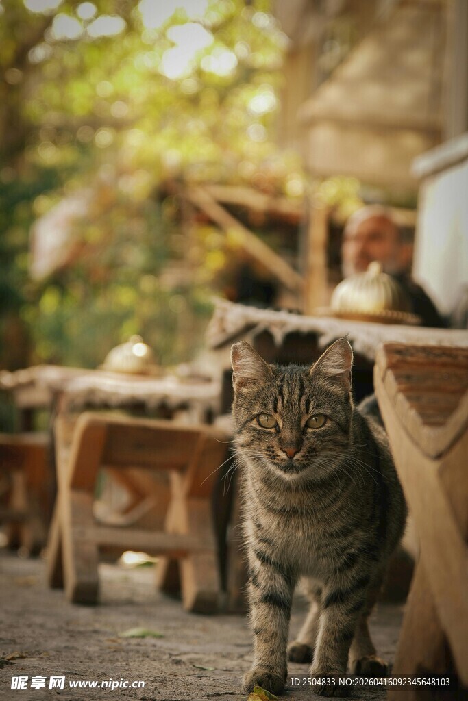 庭院中悠闲的猫咪