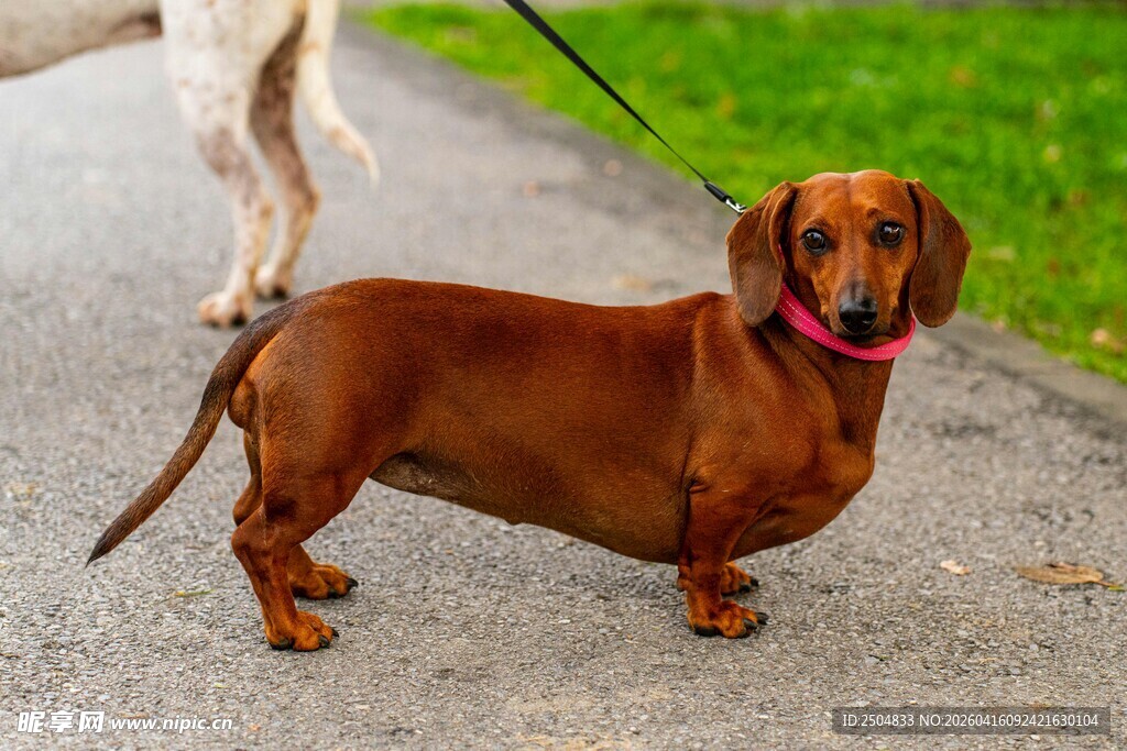 腊肠犬户外被牵引