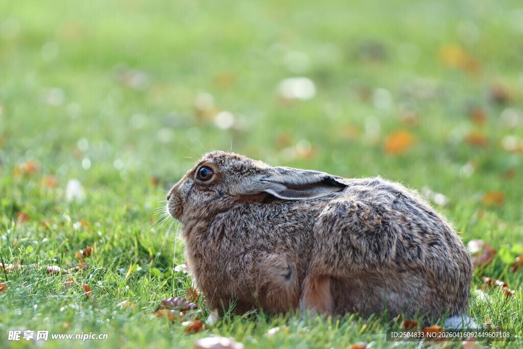 草地上的灰兔