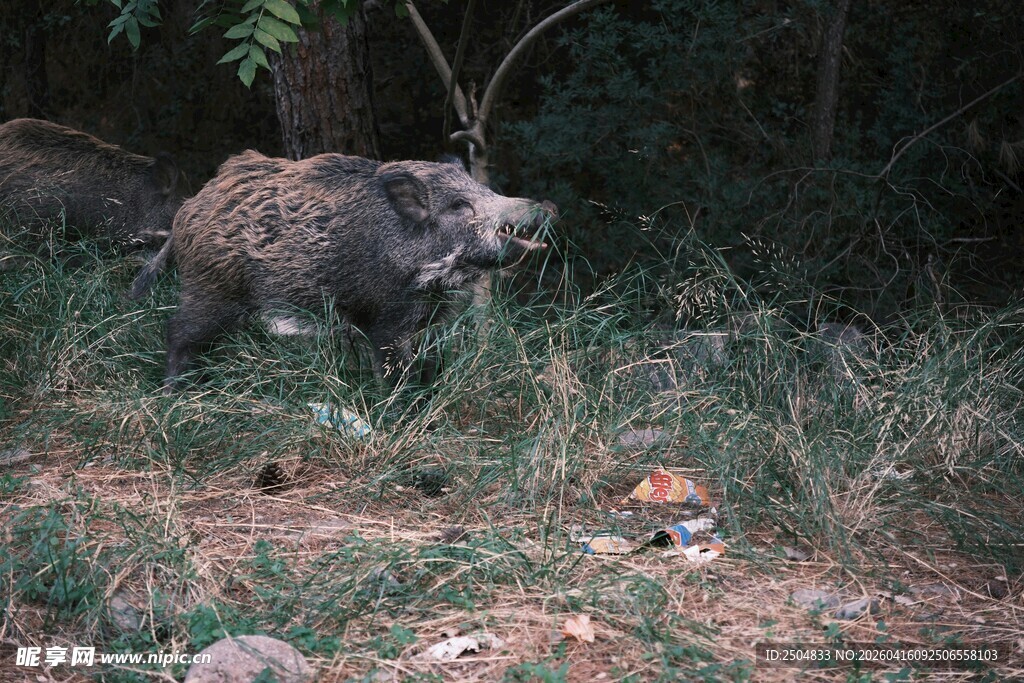 野外觅食的野猪
